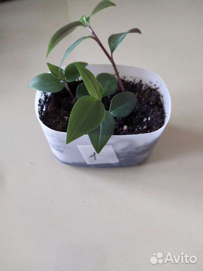 Традесканция