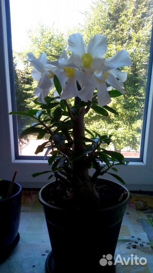 Адениум, белые цветы