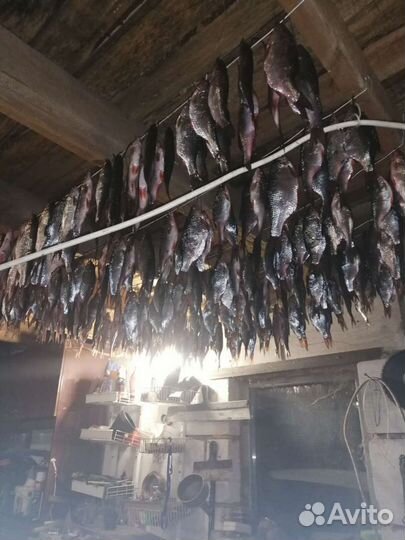 Вобла вяленая(бесплатно) слабой соли с икрой