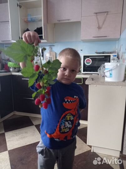 Саженцы малины, ягоды годжи, смородина, жимолость