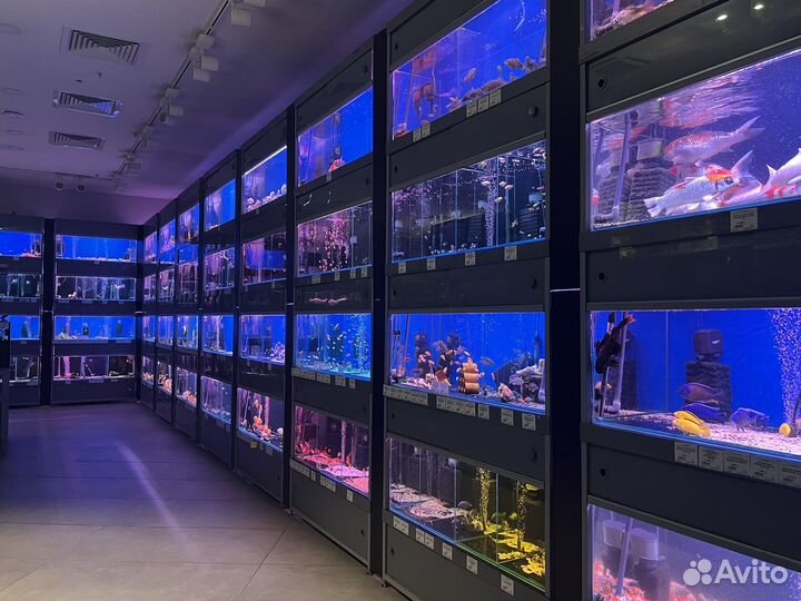 Аквариумные рыбки и растения