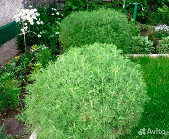 Полынь древовидная(Божье дерево) взрослый куст купить в Барнауле ...