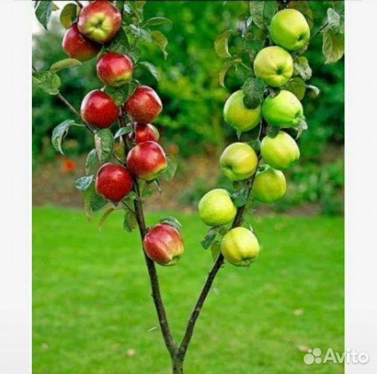 Саженцы яблони 4 летние двухсортные