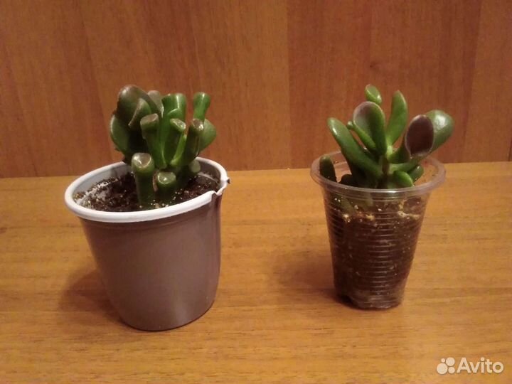 Толстянка/крассула Хоббит