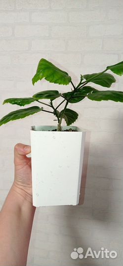 Гибискус красный махровый 2 шт в горшке 0.75 л