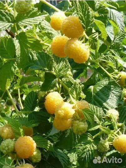 Малина (Жёлтый гигант) саженцы