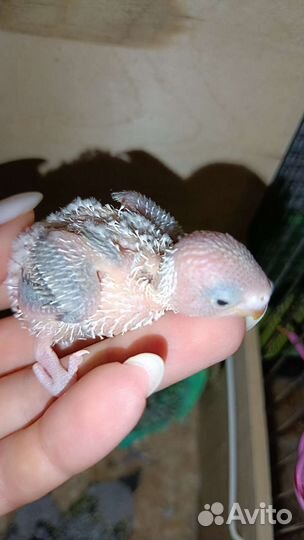 Птенцы волнистых попугаев