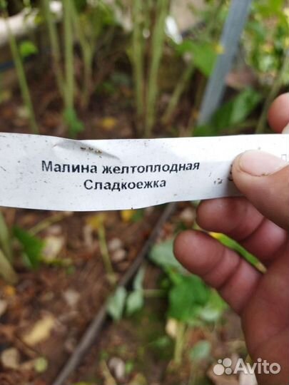 Клубника Гигантелла Максим