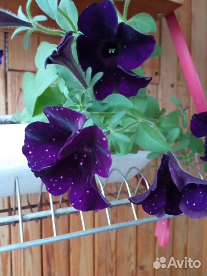 Гортензия и др растения