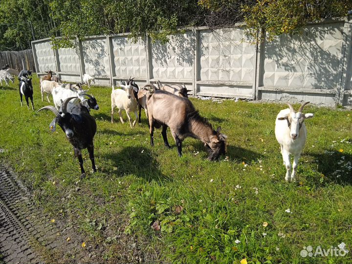 Козы первокотки