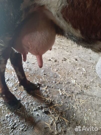 Корова дойная