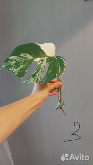 Монстера Альба, черенки