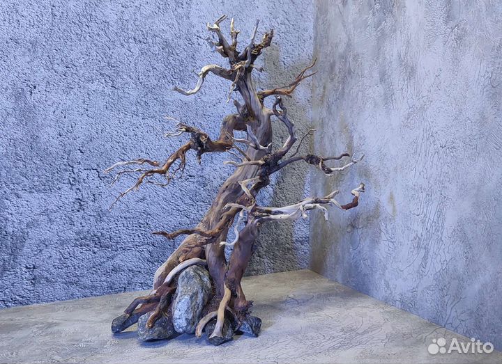 Коряги бонсай