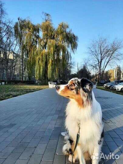 Кобель Аусси на вязку