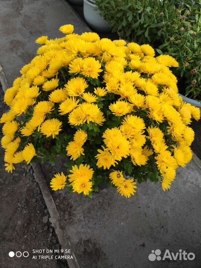 Хризантемы