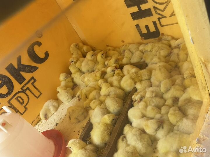 Брудер для цыплят