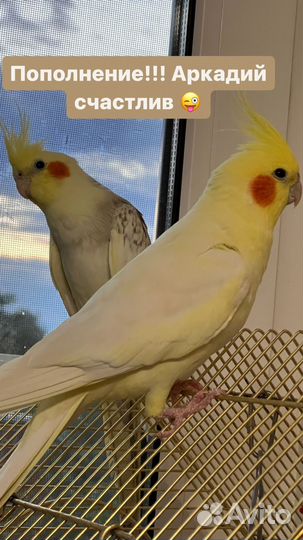 Попугай с корелла с клеткой