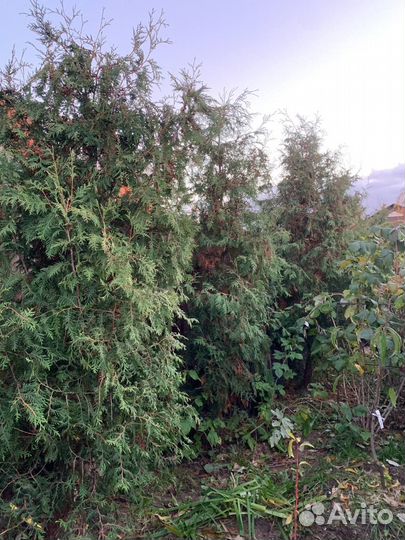Туи западные 3 - 3,2м