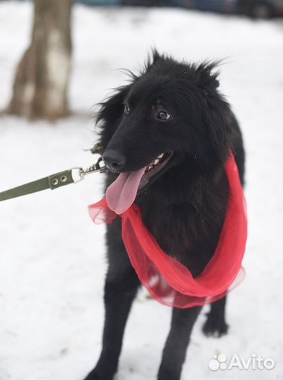Молодой песик ищет дом, помощь приюту, собаки