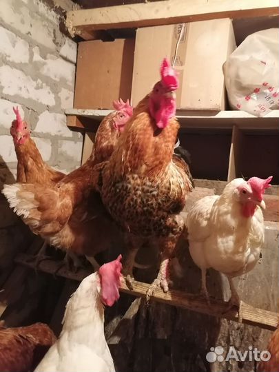 Куры несушки продам
