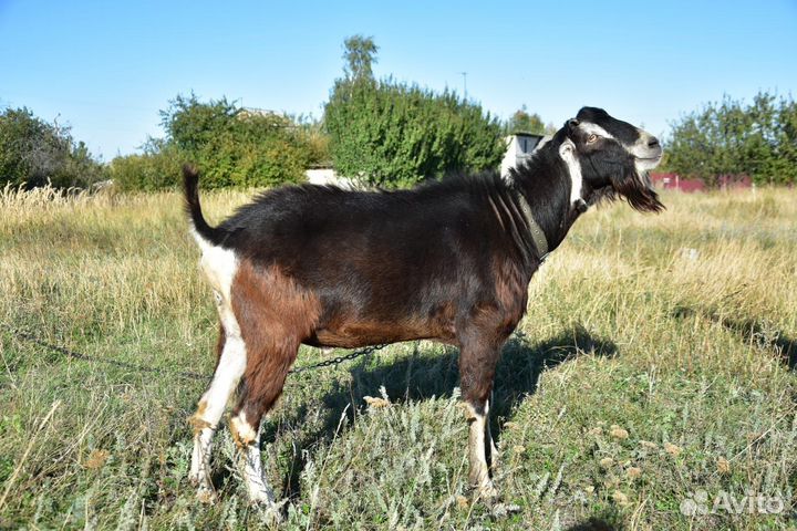 Козел, козлики Ламанча