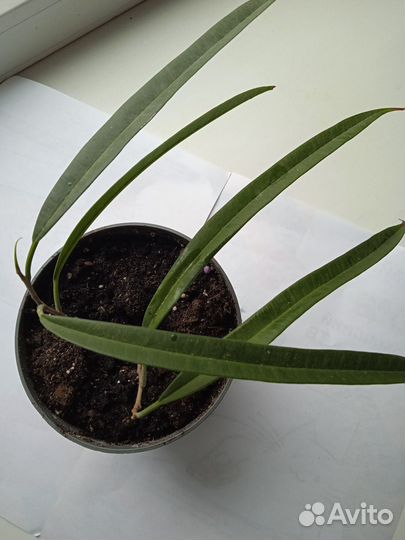 Комнатные растения цветы