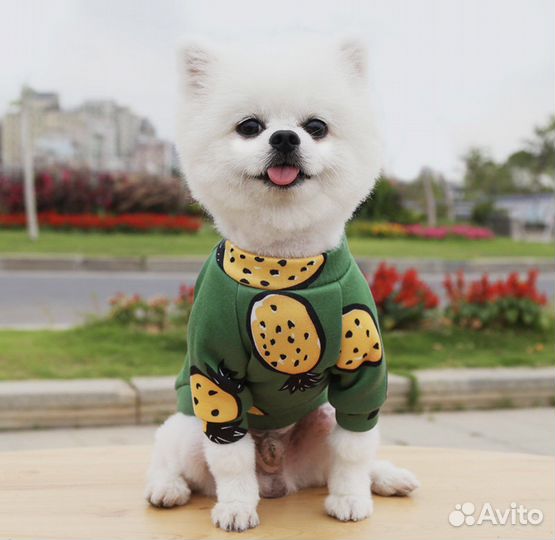Одежда для собаки