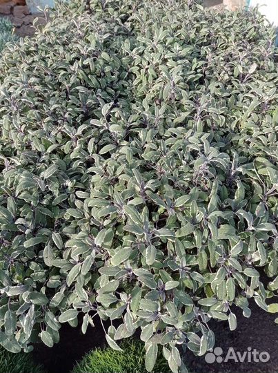 Шалфей триколор