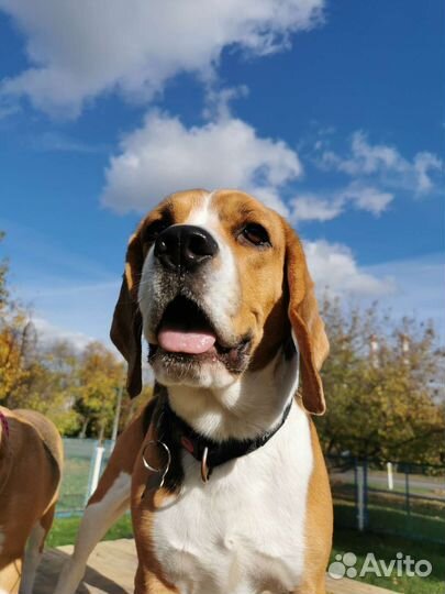 Вязка кобель бигль