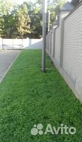 Продажа Рулонного газона