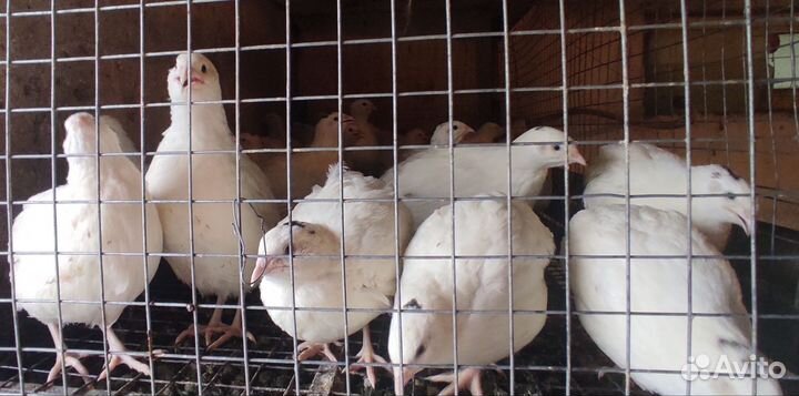 Яйца перепелиные