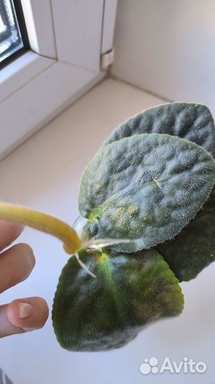 Фиалки цветущие