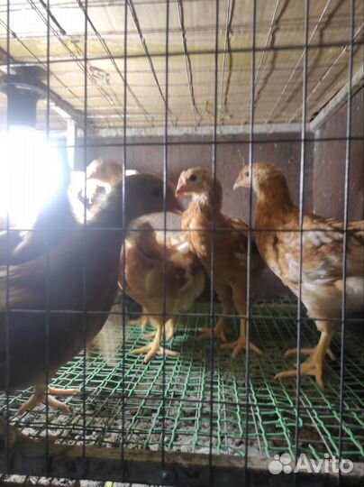 Домашняя птица