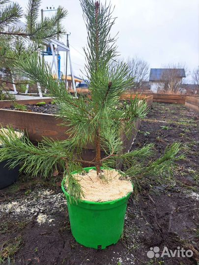 Сосна обыкновенная