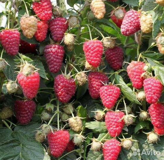 Растения разные и семена