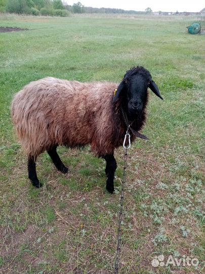 Лродам ягненка 4 месяца