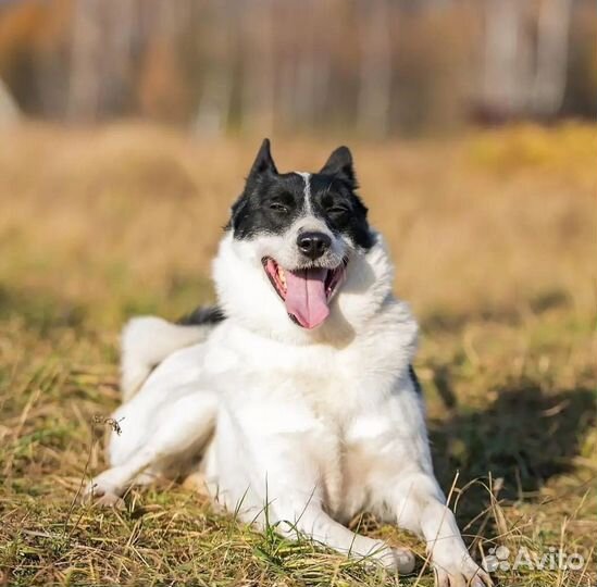 Собака в добрые руки