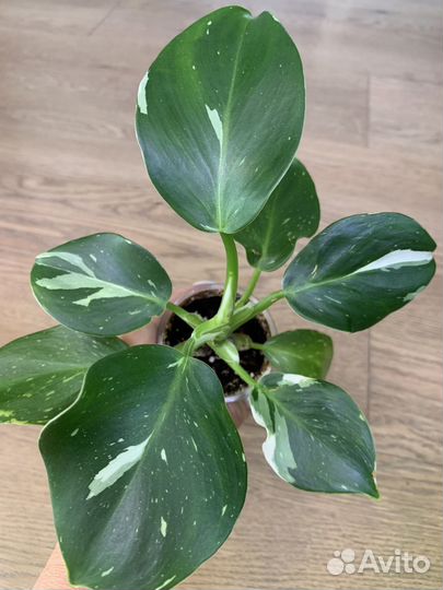 Филодендрон вайт wizard