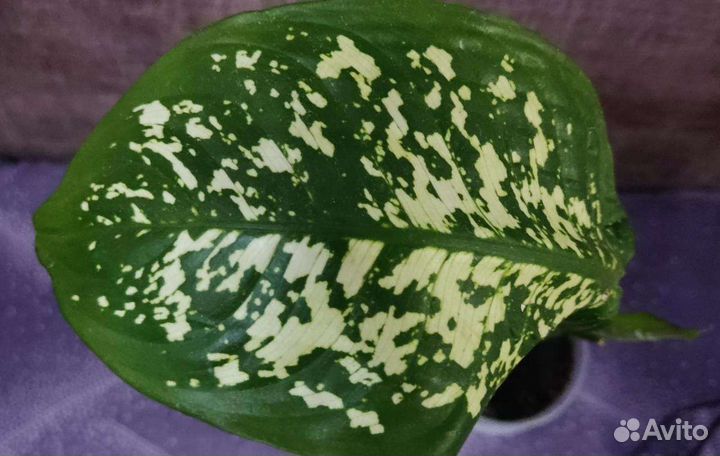 Диффенбахия