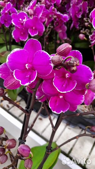 Орхидея фаленопсис