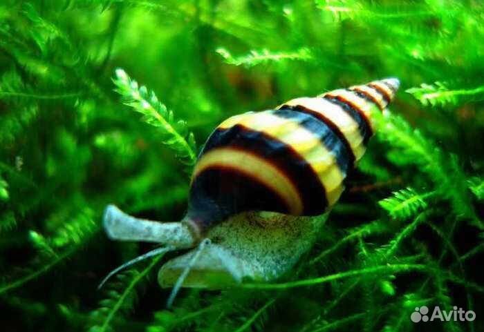 Аквариумные растения, улитки хелена