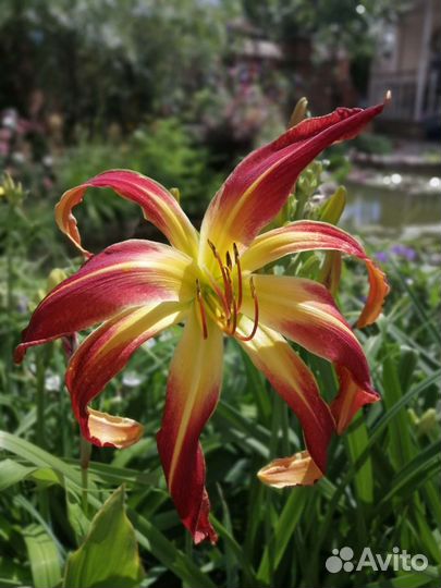 Лилейники сортовые