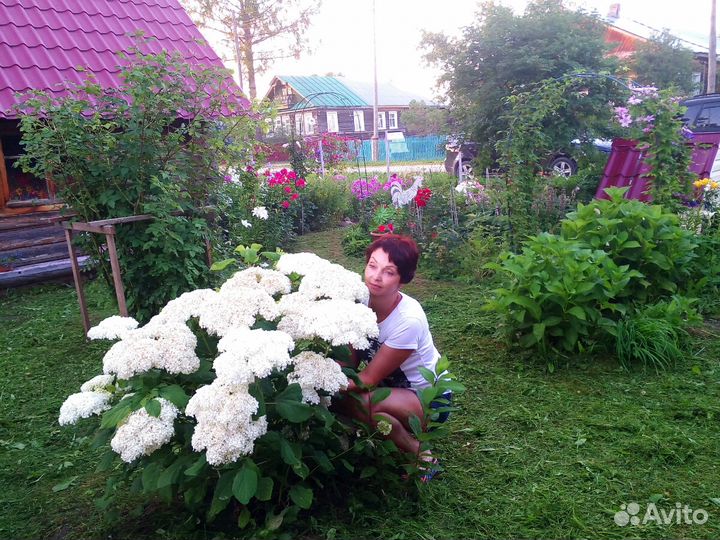 Продам цветы многолетники