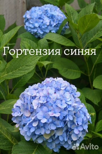 Рассада цветов