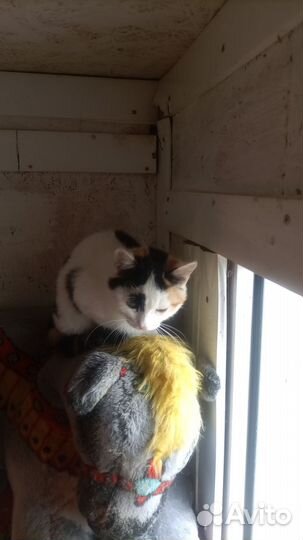 Приют для животных