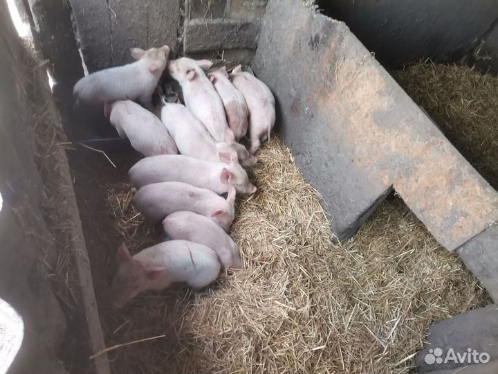 Венгерская мангалица