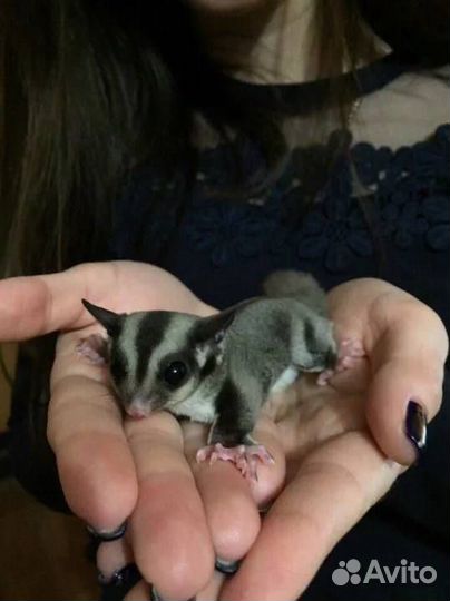 Белка летяга