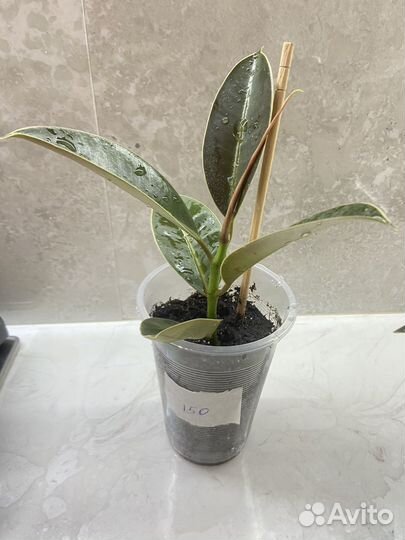 Фикус эластика Мелани