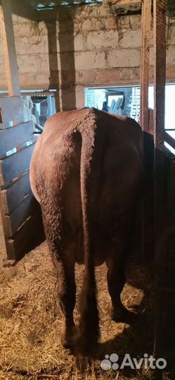 Корова дойная