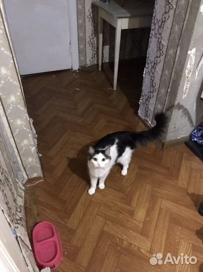 Отдам даром кота